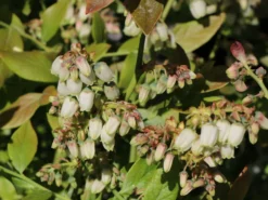 Heidelbeere 'Bluecrop' -Deutschland Garten Funk Verkaufs-Shop heidelbeere bluecrop m002452 w 1