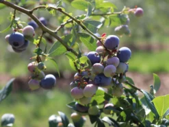 Heidelbeere 'Bluecrop' -Deutschland Garten Funk Verkaufs-Shop heidelbeere bluecrop m002452 w 2