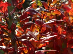 Heidelbeere 'Bluecrop' -Deutschland Garten Funk Verkaufs-Shop heidelbeere bluecrop m002452 w 4