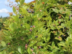 Heidelbeere 'Bluecrop' -Deutschland Garten Funk Verkaufs-Shop heidelbeere bluecrop m002452 w 6