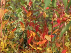 Heidelbeere 'Bluecrop' -Deutschland Garten Funk Verkaufs-Shop heidelbeere bluecrop m002452 w 7