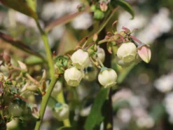 Heidelbeere 'Earlyblue ® Frühreifend' -Deutschland Garten Funk Verkaufs-Shop heidelbeere earlyblue fruehreifend m009945 w 0