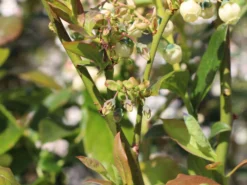 Heidelbeere 'Earlyblue ® Frühreifend' -Deutschland Garten Funk Verkaufs-Shop heidelbeere earlyblue fruehreifend m009945 w 1