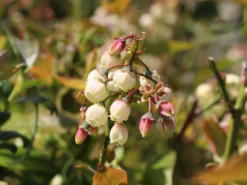 Heidelbeere 'Earlyblue ® Frühreifend' -Deutschland Garten Funk Verkaufs-Shop heidelbeere earlyblue fruehreifend m009945 w 3