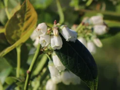 Heidelbeere 'Earlyblue ® Frühreifend' -Deutschland Garten Funk Verkaufs-Shop heidelbeere earlyblue fruehreifend m009945 w 4