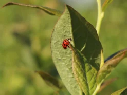 Heidelbeere 'Earlyblue ® Frühreifend' -Deutschland Garten Funk Verkaufs-Shop heidelbeere earlyblue fruehreifend m009945 w 6