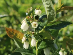 Heidelbeere 'Earlyblue ® Frühreifend' -Deutschland Garten Funk Verkaufs-Shop heidelbeere earlyblue fruehreifend m009945 w 7