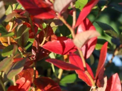 Heidelbeere 'Earlyblue ® Frühreifend' -Deutschland Garten Funk Verkaufs-Shop heidelbeere earlyblue fruehreifend m009945 w 8