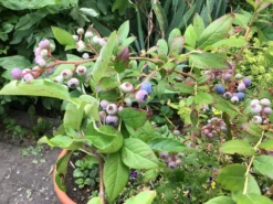 Heidelbeere 'Elisabeth' -Deutschland Garten Funk Verkaufs-Shop heidelbeere elisabeth m053263 1157834 0