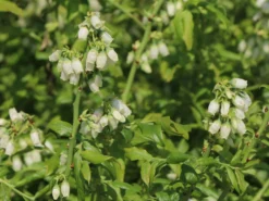 Heidelbeere 'Elisabeth' -Deutschland Garten Funk Verkaufs-Shop heidelbeere elisabeth m053263 w 0