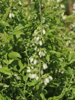 Heidelbeere 'Elisabeth' -Deutschland Garten Funk Verkaufs-Shop heidelbeere elisabeth m053263 w 1