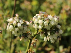 Heidelbeere 'Elisabeth' -Deutschland Garten Funk Verkaufs-Shop heidelbeere elisabeth m053263 w 2