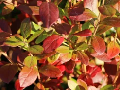 Heidelbeere 'Elisabeth' -Deutschland Garten Funk Verkaufs-Shop heidelbeere elisabeth m053263 w 3