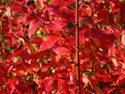 Heidelbeere 'Elisabeth' -Deutschland Garten Funk Verkaufs-Shop heidelbeere elisabeth m053263 w 4