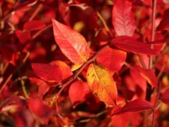 Heidelbeere 'Elisabeth' -Deutschland Garten Funk Verkaufs-Shop heidelbeere elisabeth m053263 w 5