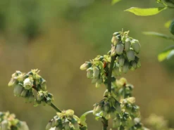 Heidelbeere 'Elisabeth' -Deutschland Garten Funk Verkaufs-Shop heidelbeere elisabeth m053263 w 6