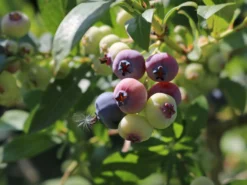 Heidelbeere 'Elisabeth' -Deutschland Garten Funk Verkaufs-Shop heidelbeere elisabeth m053263 w 8