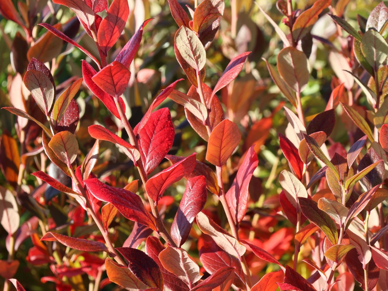 Heidelbeere 'Goldtraube' 6 Heidelbeere 'Goldtraube' – Bild 6