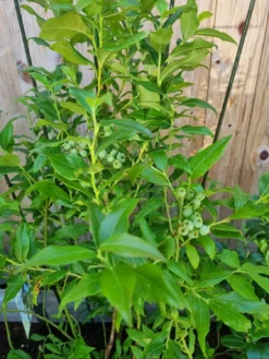 Heidelbeere 'Hortblue Petite' ® -Deutschland Garten Funk Verkaufs-Shop heidelbeere hortblue petite m071649 1141583 0