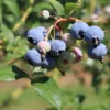 Heidelbeere 'Hortblue Petite' ®