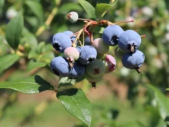Heidelbeere 'Hortblue Petite' ®
