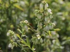 Heidelbeere 'Hortblue Petite' ® -Deutschland Garten Funk Verkaufs-Shop heidelbeere hortblue petite m071649 w 0