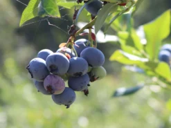 Heidelbeere 'Hortblue Petite' ® -Deutschland Garten Funk Verkaufs-Shop heidelbeere hortblue petite m071649 w 1