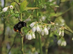 Heidelbeere 'Hortblue Petite' ® -Deutschland Garten Funk Verkaufs-Shop heidelbeere hortblue petite m071649 w 2