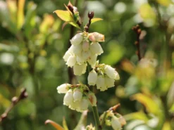 Heidelbeere 'Hortblue Petite' ® -Deutschland Garten Funk Verkaufs-Shop heidelbeere hortblue petite m071649 w 4