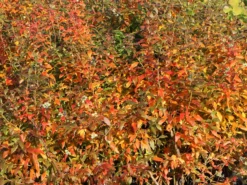 Heidelbeere 'Hortblue Petite' ® -Deutschland Garten Funk Verkaufs-Shop heidelbeere hortblue petite m071649 w 7