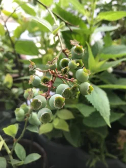 Heidelbeere 'Reka' -Deutschland Garten Funk Verkaufs-Shop heidelbeere reka m015023 1143165 0