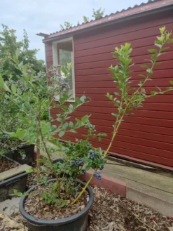 Heidelbeere 'Reka' -Deutschland Garten Funk Verkaufs-Shop heidelbeere reka m015023 895221 0