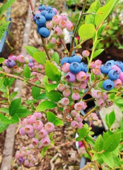 Heidelbeere 'Reka' -Deutschland Garten Funk Verkaufs-Shop heidelbeere reka m015023 895221 1