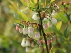 Heidelbeere 'Reka' -Deutschland Garten Funk Verkaufs-Shop heidelbeere reka m015023 w 3