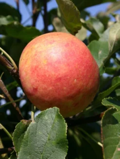 Herbstapfel 'Elstar' -Deutschland Garten Funk Verkaufs-Shop herbstapfel elstar m004818 w 0 1