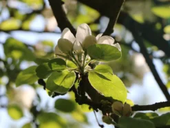 Herbstapfel 'Elstar' -Deutschland Garten Funk Verkaufs-Shop herbstapfel elstar m004818 w 0