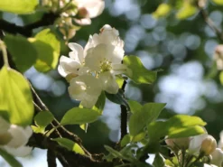 Herbstapfel 'Elstar' -Deutschland Garten Funk Verkaufs-Shop herbstapfel elstar m004818 w 1 1