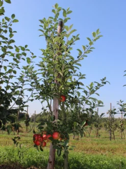 Herbstapfel 'Elstar' -Deutschland Garten Funk Verkaufs-Shop herbstapfel elstar m004818 w 1