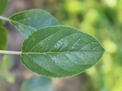 Herbstapfel 'Elstar' -Deutschland Garten Funk Verkaufs-Shop herbstapfel elstar m004818 w 3 1