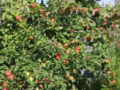 Herbstapfel 'Elstar' -Deutschland Garten Funk Verkaufs-Shop herbstapfel elstar m004818 w 3