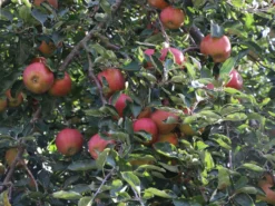 Herbstapfel 'Pia' -Deutschland Garten Funk Verkaufs-Shop herbstapfel pia m046386 w 1