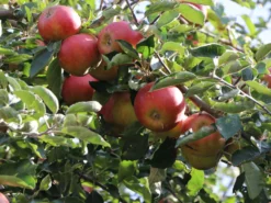 Herbstapfel 'Pia' -Deutschland Garten Funk Verkaufs-Shop herbstapfel pia m046386 w 2