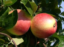 Herbstapfel 'Reglindis'