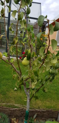 Herbstbirne 'Condo' -Deutschland Garten Funk Verkaufs-Shop herbstbirne condo m005050 193676 0