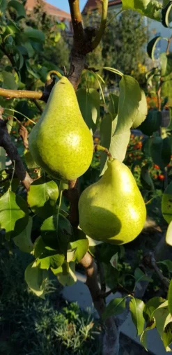 Herbstbirne 'Condo' -Deutschland Garten Funk Verkaufs-Shop herbstbirne condo m005050 193676 1