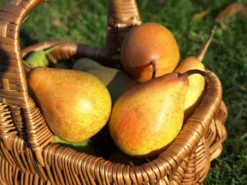 Herbstbirne 'Doppelte Philippsbirne' / 'Albertine'