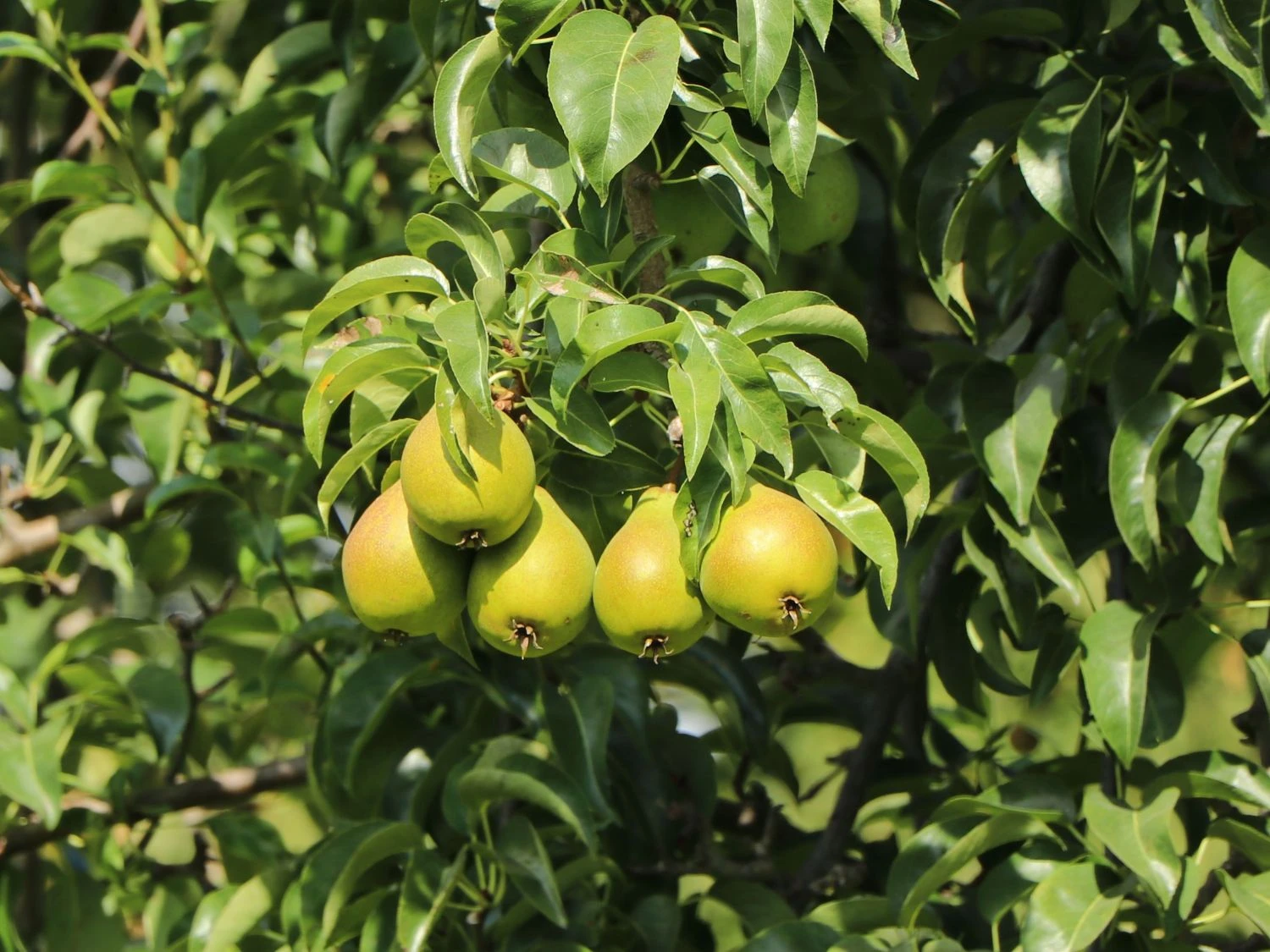 Herbstbirne 'Feuchtwanger Butterbirne' 1 Herbstbirne 'Feuchtwanger Butterbirne'