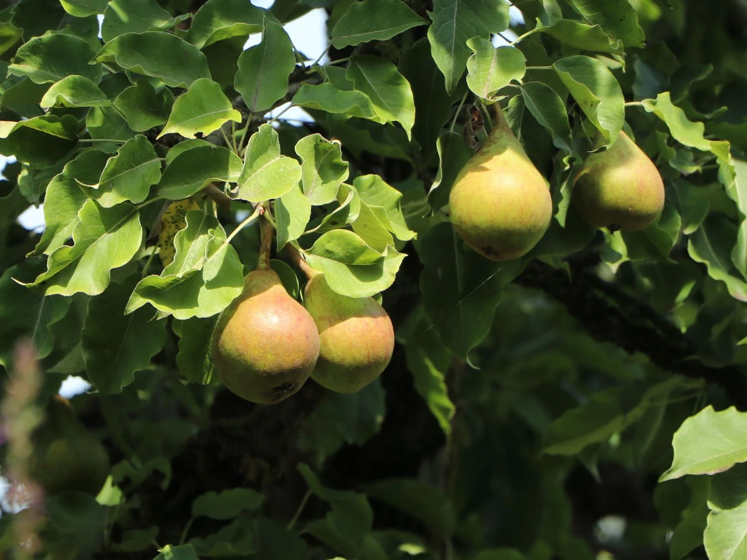 Herbstbirne 'Gellerts Butterbirne', 'Beurré Hardy' 4 Herbstbirne 'Gellerts Butterbirne', 'Beurré Hardy' – Bild 4