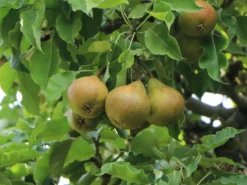 Herbstbirne 'Gellerts Butterbirne', 'Beurré Hardy' 8 Herbstbirne 'Gellerts Butterbirne', 'Beurré Hardy' -Deutschland Garten Funk Verkaufs-Shop herbstbirne gellerts butterbirne beurr hardy m006628 w 1