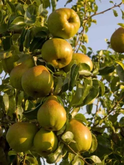 Herbstbirne 'Gellerts Butterbirne', 'Beurré Hardy' 11 Herbstbirne 'Gellerts Butterbirne', 'Beurré Hardy' -Deutschland Garten Funk Verkaufs-Shop herbstbirne gellerts butterbirne beurr hardy m006628 w 2